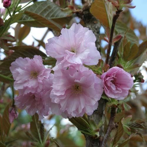  Prunus Serrulata Kanzan