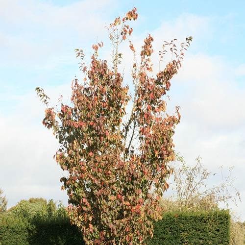  Prunus Spire