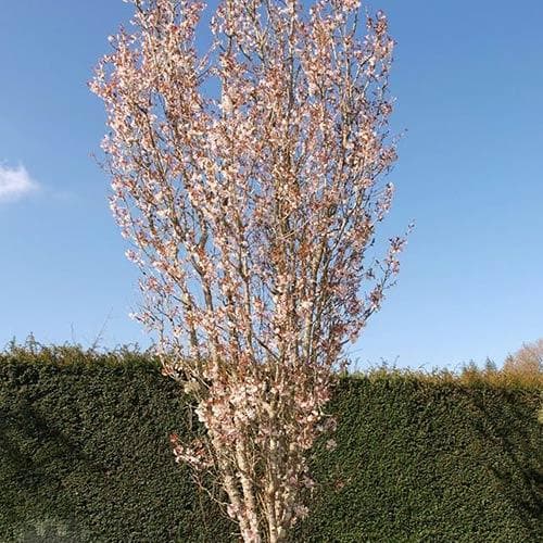  Prunus Spire