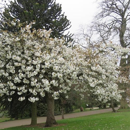  Prunus Serrulata Tai Haku - Great White Cherry