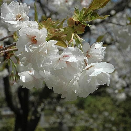  Prunus Shirotae