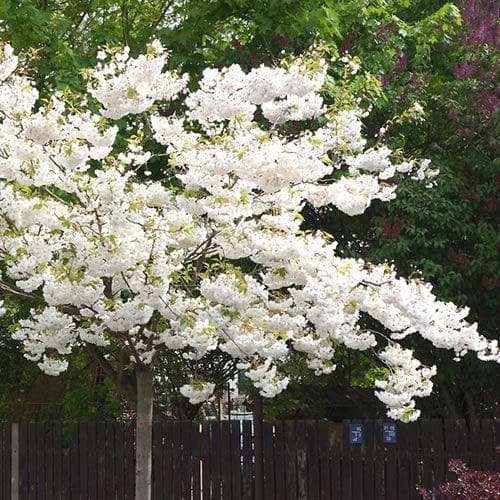  Prunus Shirotae