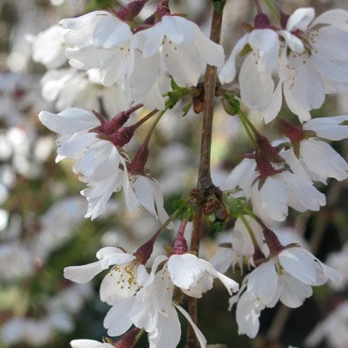  Prunus X Incisa Woodfield Cluster