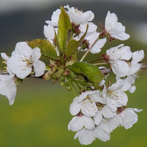  Prunus X Incisa Woodfield Cluster