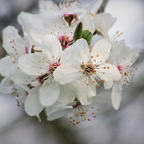  Prunus X Incisa Woodfield Cluster