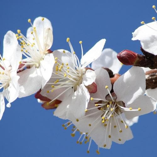  Prunus X Incisa Woodfield Cluster