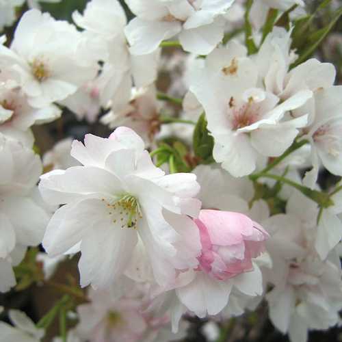  Prunus Amanogawa - Flagpole Cherry