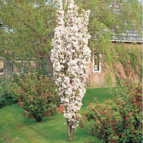  Prunus Amanogawa - Flagpole Cherry