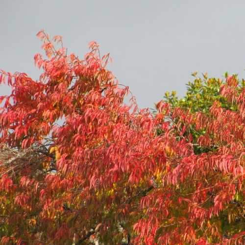  Prunus X Subhirtella Autumnalis Rosea