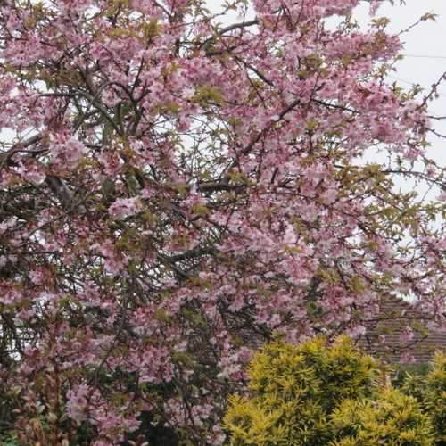  Prunus X Subhirtella Autumnalis Rosea