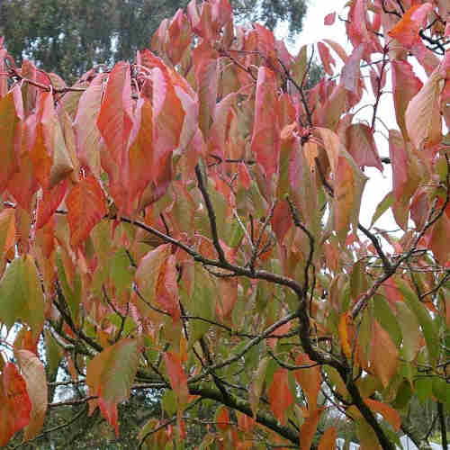  Prunus Shizuka/Fragrant Cloud