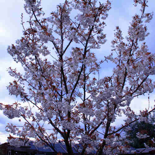  Prunus Shizuka/Fragrant Cloud