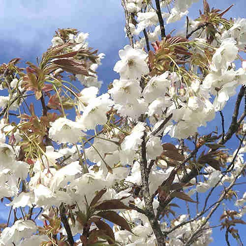 Prunus Shizuka/Fragrant Cloud
