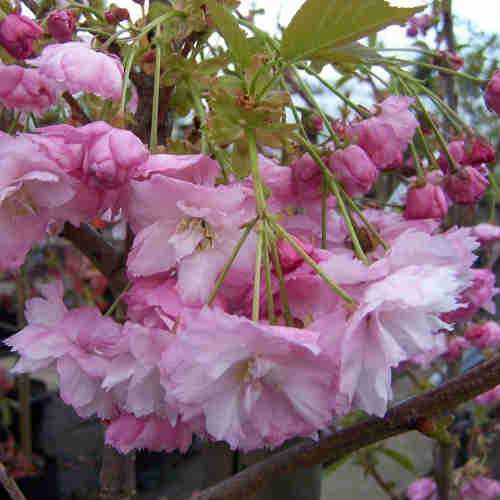  Prunus Pink Perfection