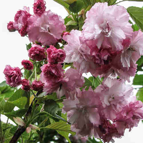 Prunus Pink Perfection