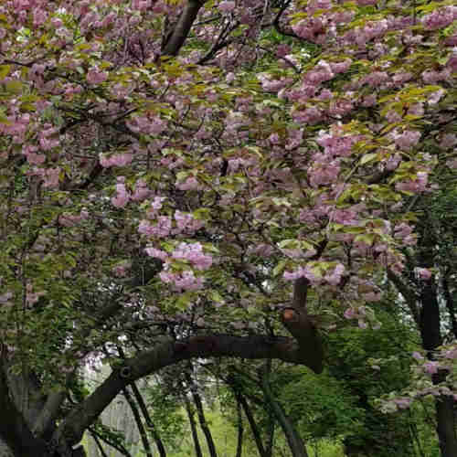  Prunus Pink Perfection