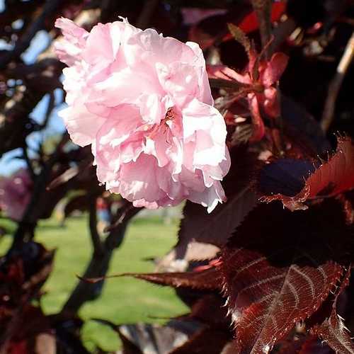  Prunus Royal Burgundy