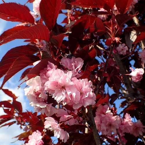  Prunus Royal Burgundy