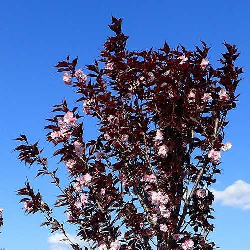  Prunus Royal Burgundy