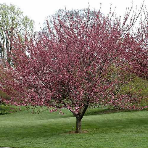  Prunus Royal Burgundy