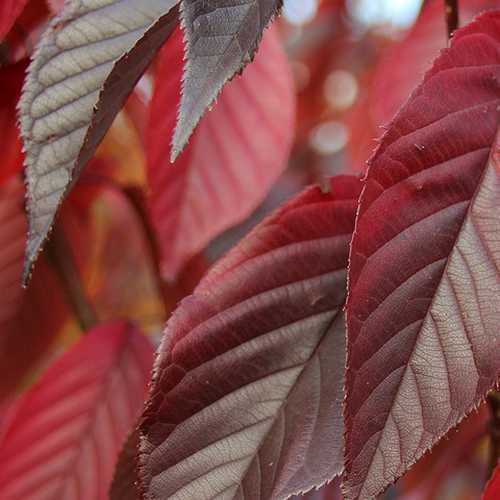  Prunus Royal Burgundy