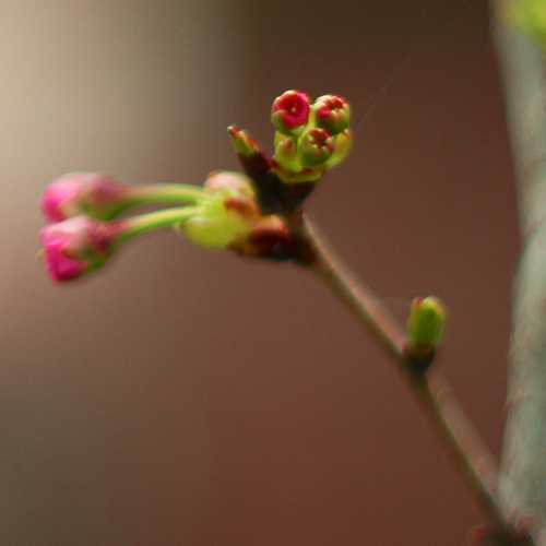  Prunus Shirofugen