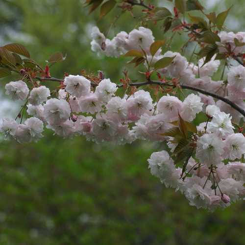  Prunus Shirofugen