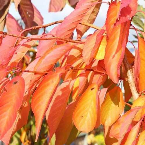  Prunus Shirofugen