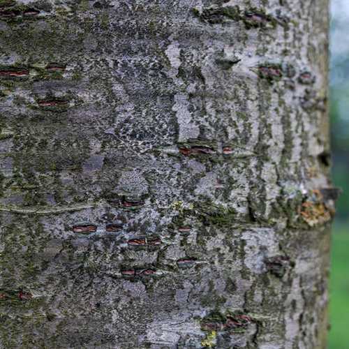  Prunus Shirofugen