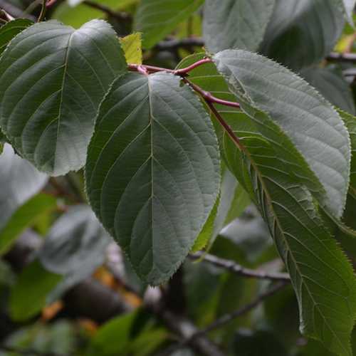  Prunus Shirofugen