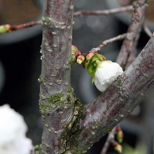  Prunus Shirotae