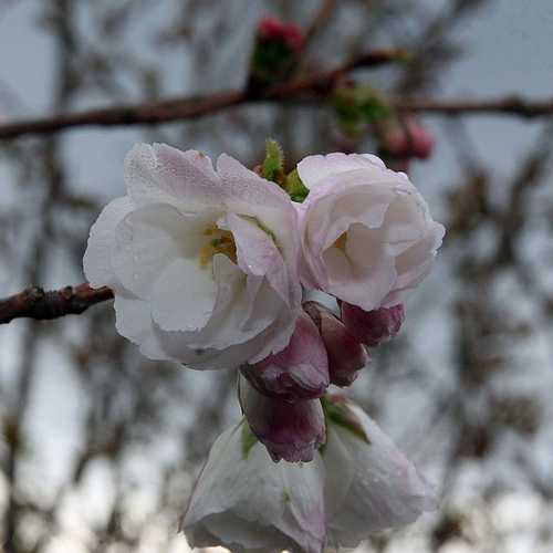 Prunus Shirotae