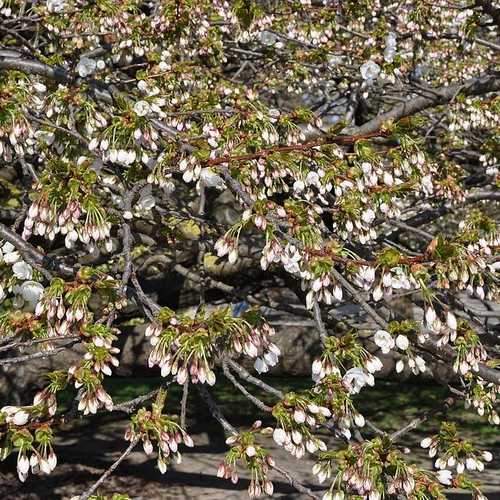  Prunus Shirotae