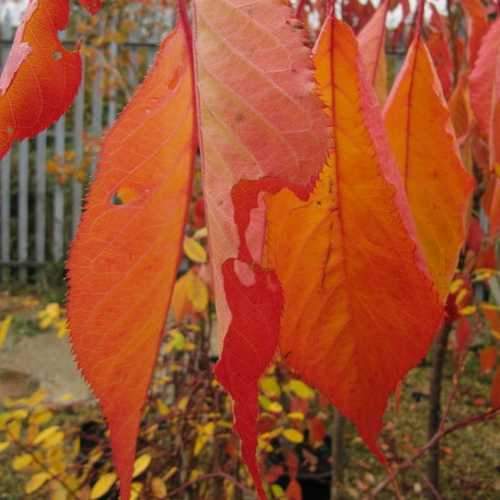  Prunus Shirotae