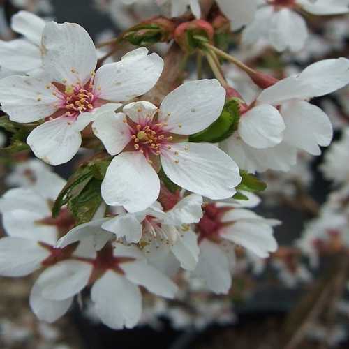  Prunus Snow Showers