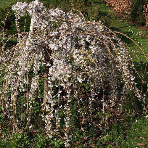  Prunus Snow Showers