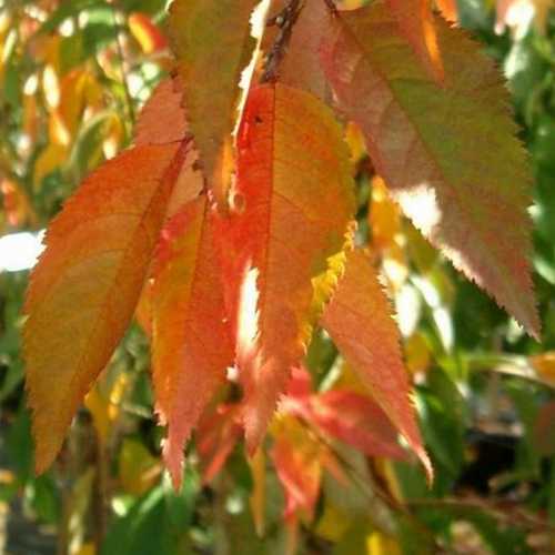  Prunus Snow Showers