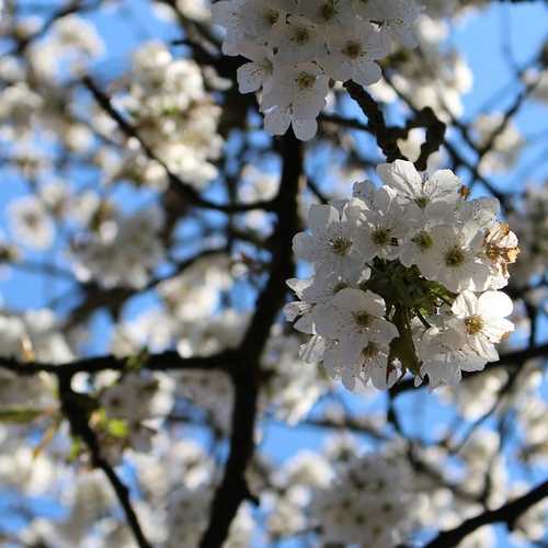  Prunus Serrulata Tai Haku - Great White Cherry