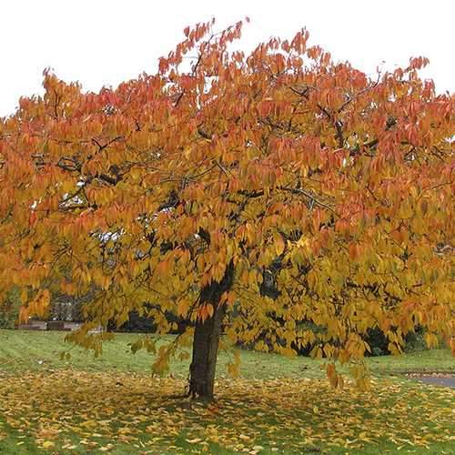  Prunus Serrulata Tai Haku - Great White Cherry