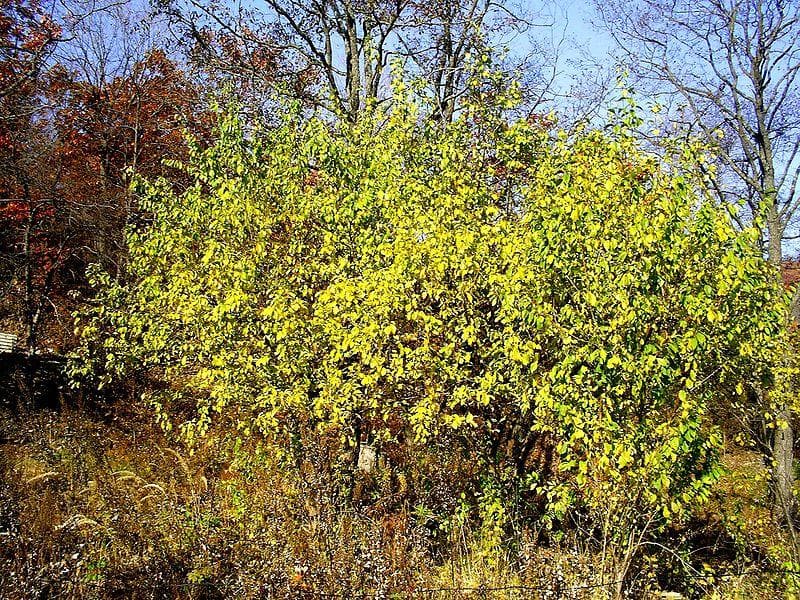  Prunus Cerasifera