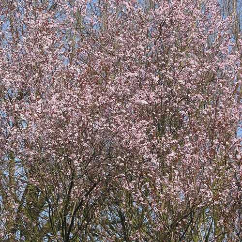  Prunus Cerasifera Nigra