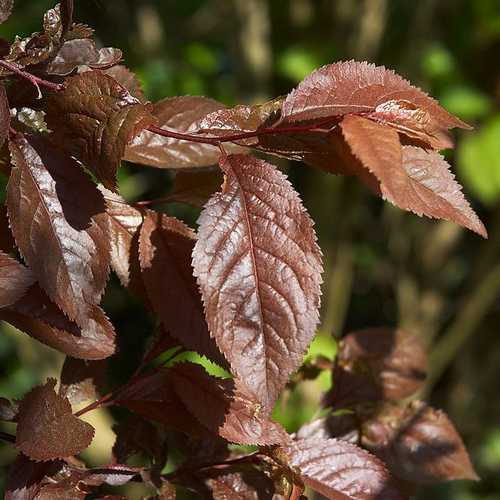  Prunus Cerasifera Nigra