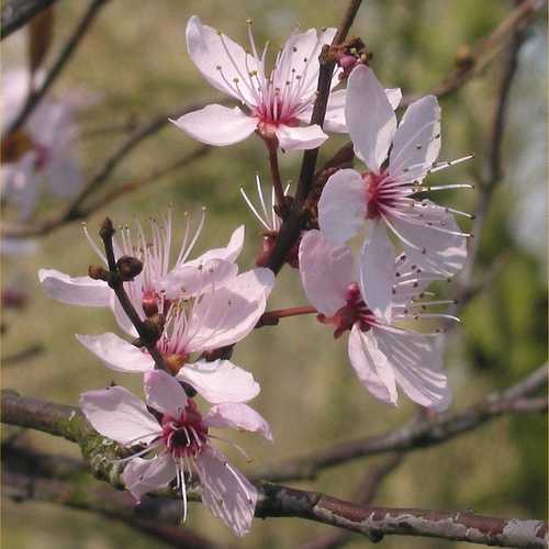  Prunus Cerasifera Nigra