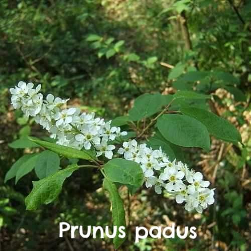  Native Wildlife Fruiting Hedge Mix