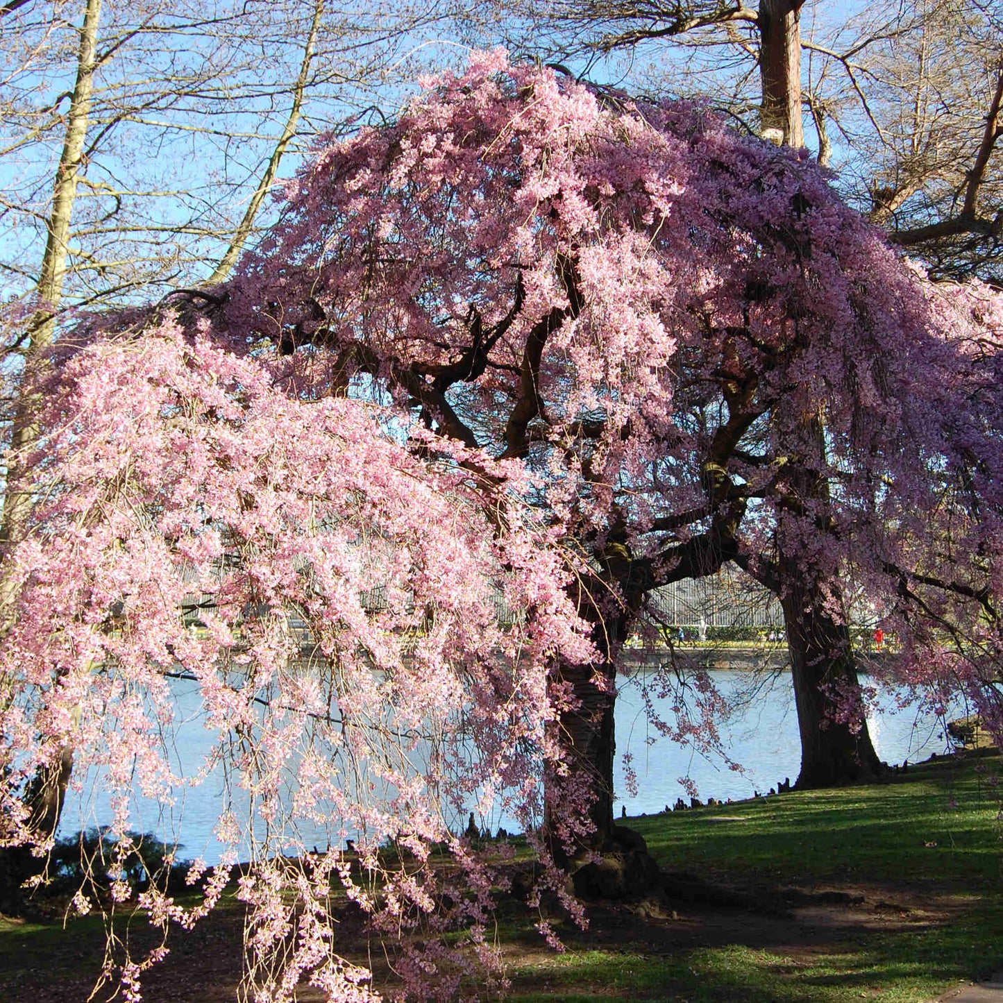  Prunus Pendula Pendula Rubra
