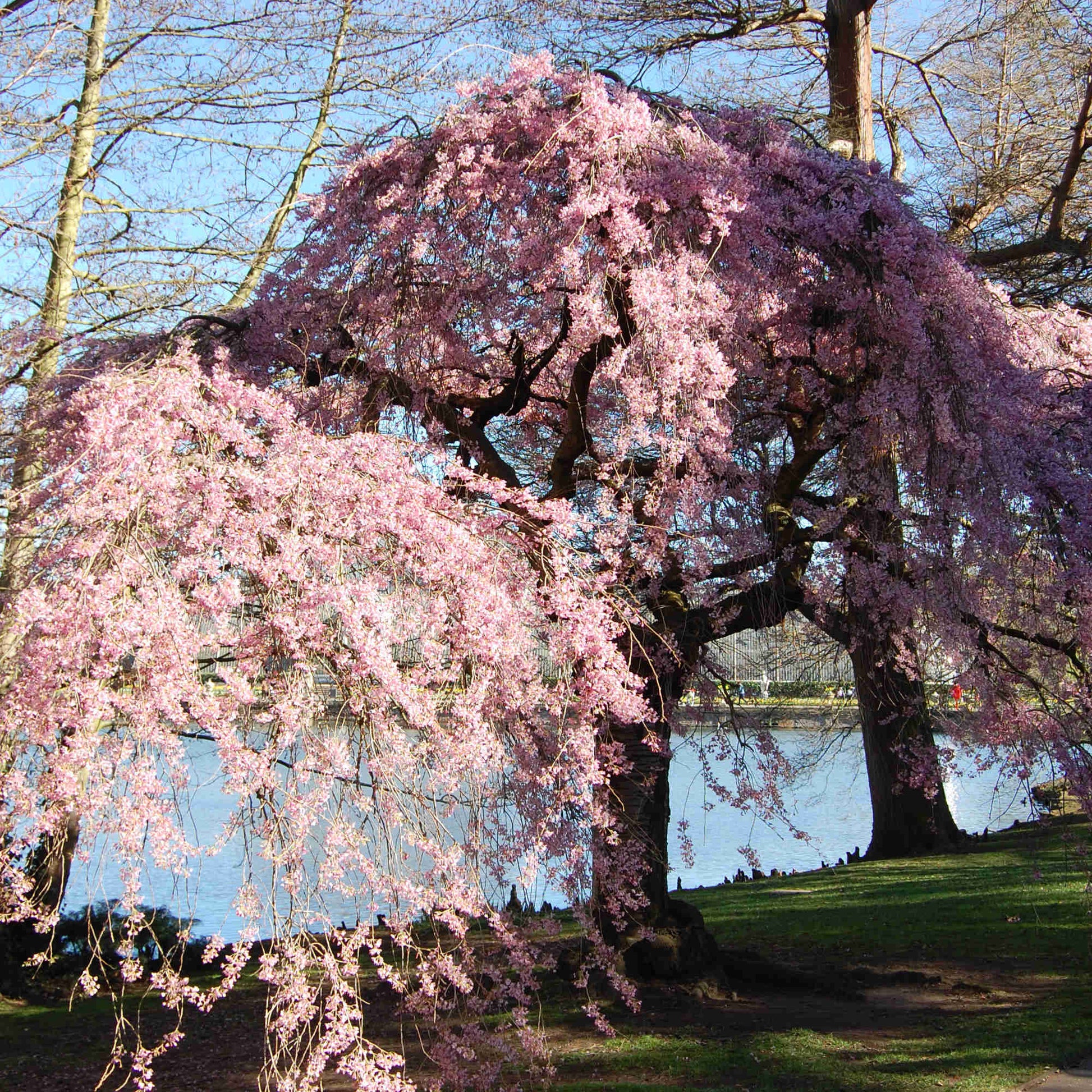  Prunus Pendula Pendula Rubra