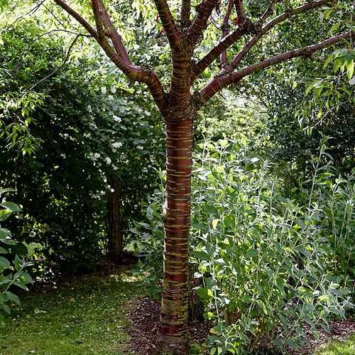  Prunus Serrula - Tibetan Cherry