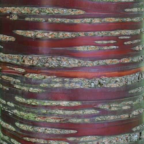  Prunus Serrula - Tibetan Cherry