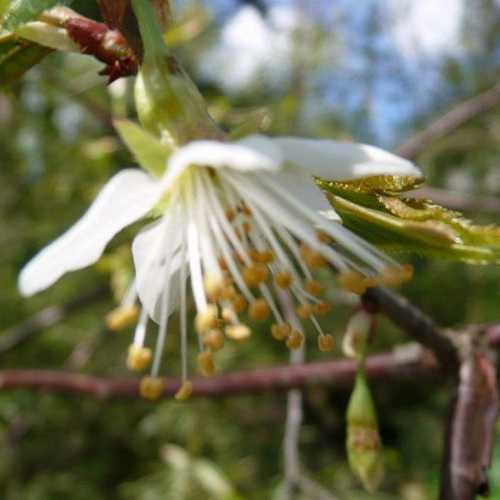  Prunus Serrula - Tibetan Cherry