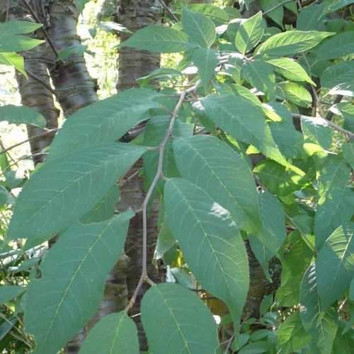  Prunus Serrula - Tibetan Cherry